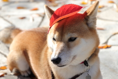 葉っぱを頭に乗せても化けません