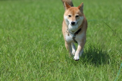 ボール見つけたよ！3