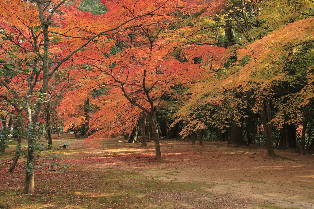 京都-奈良～紅葉～