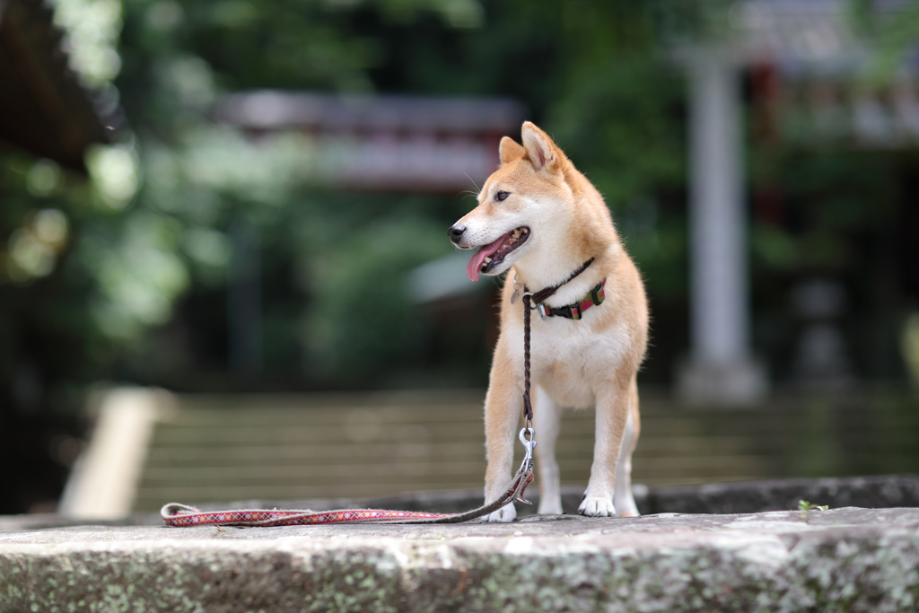 お寺へ続く階段2
