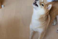 おやつキター！-2-