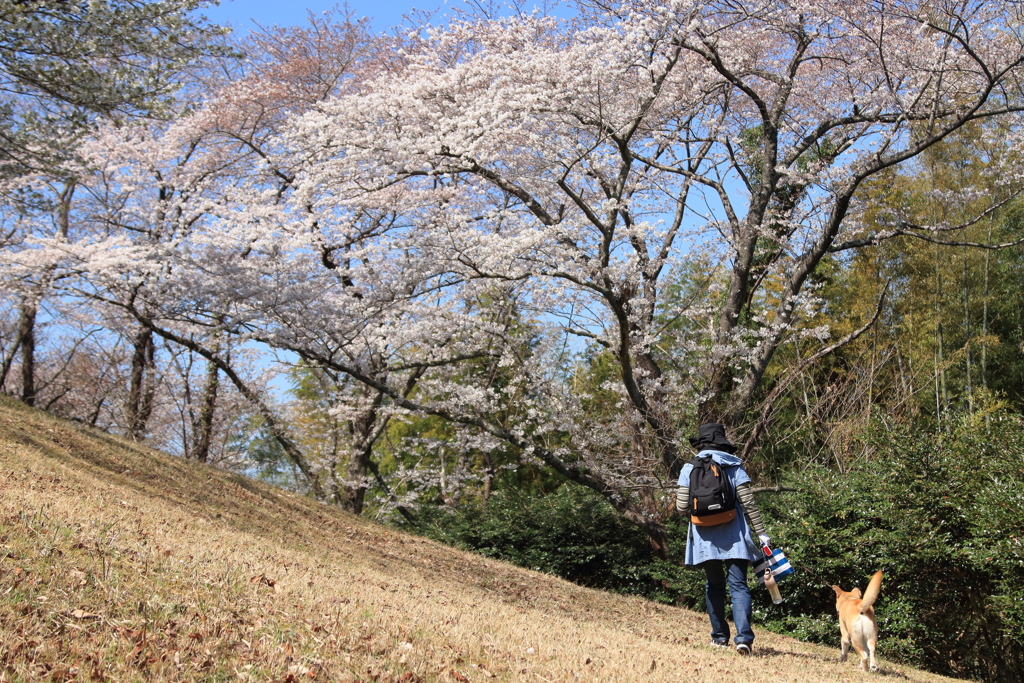 桜の木の下へ