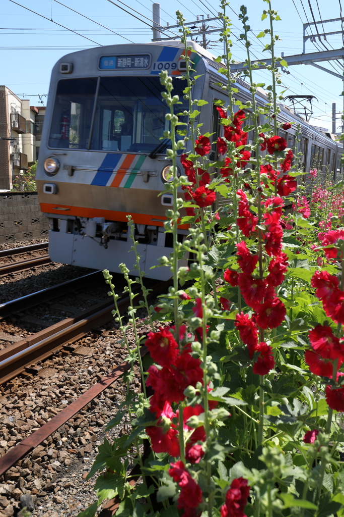 電車とタチアオイ