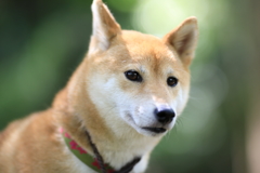 覗き顔