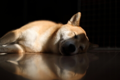 陽のあたる時間1