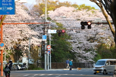 桜のある風景