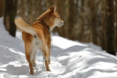 雪の森で