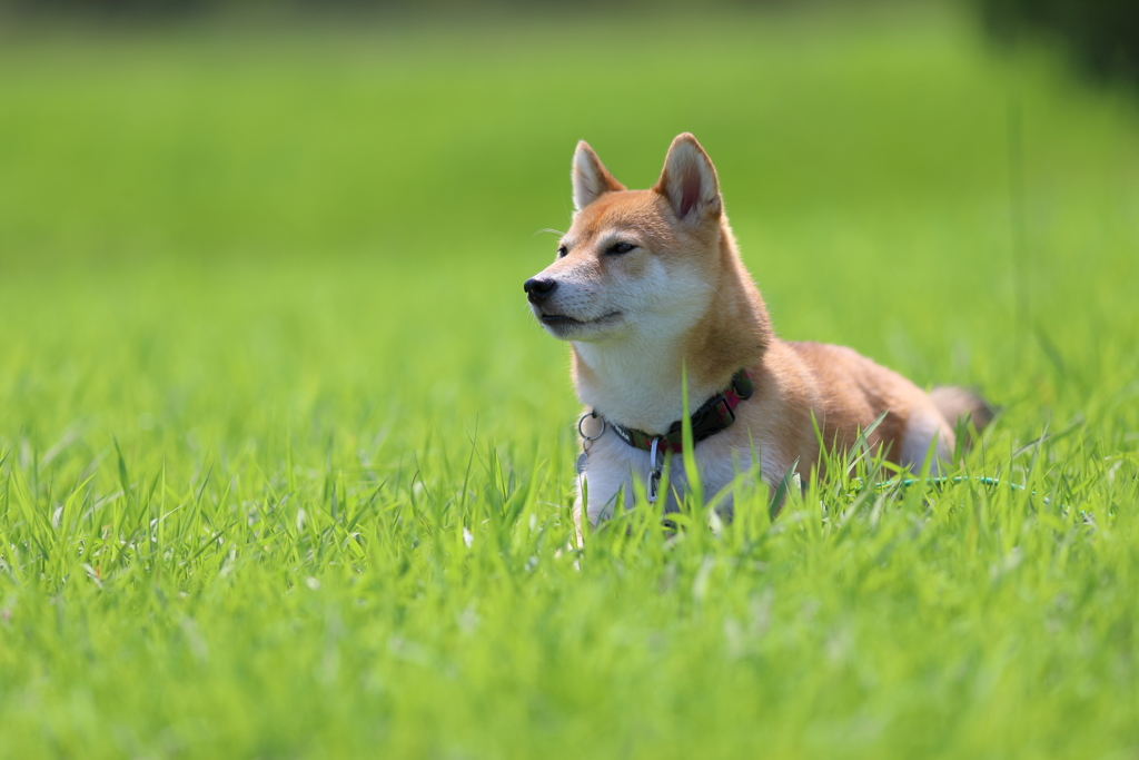 草原の中で1