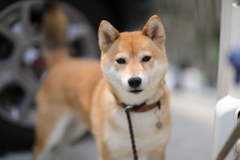 散歩行くよ！
