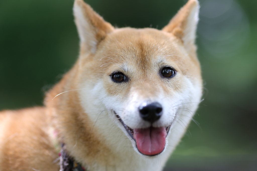 楽しそうな表情