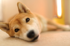 見つめる瞳