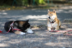 近所の黒柴と