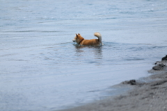 泳ぐ柴犬1