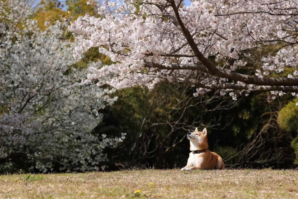 桜を見上げて