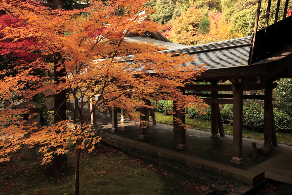 京都-奈良～紅葉の通路～