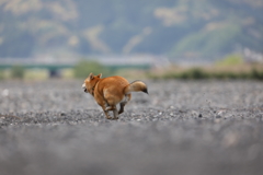 ダッシュ！5