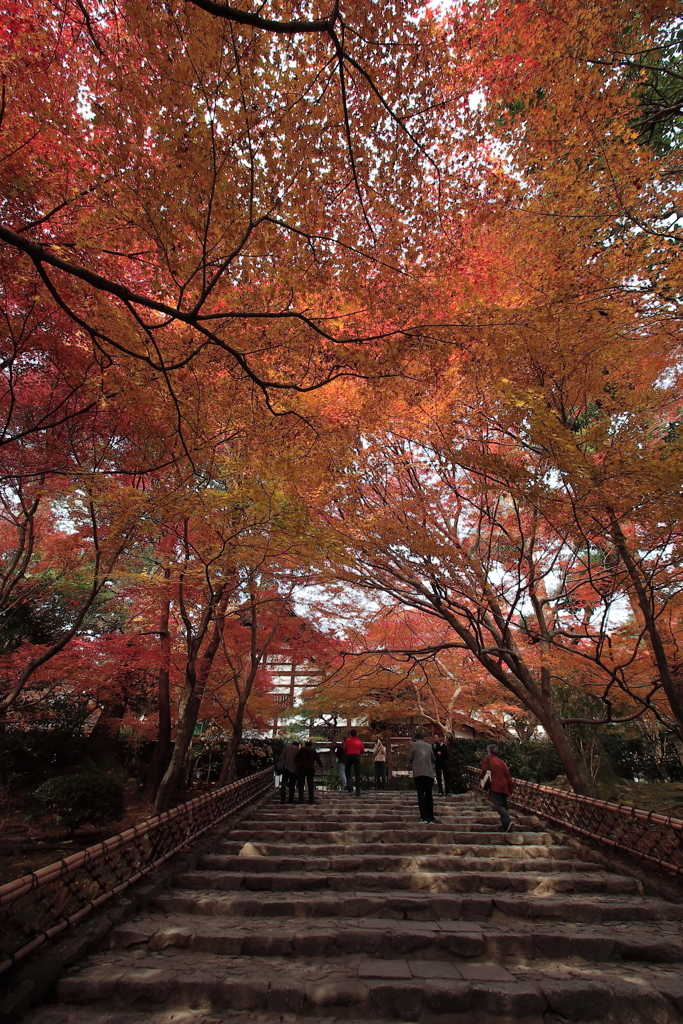 京都-奈良～紅葉アーチの階段～