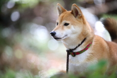見つめる先になにが？