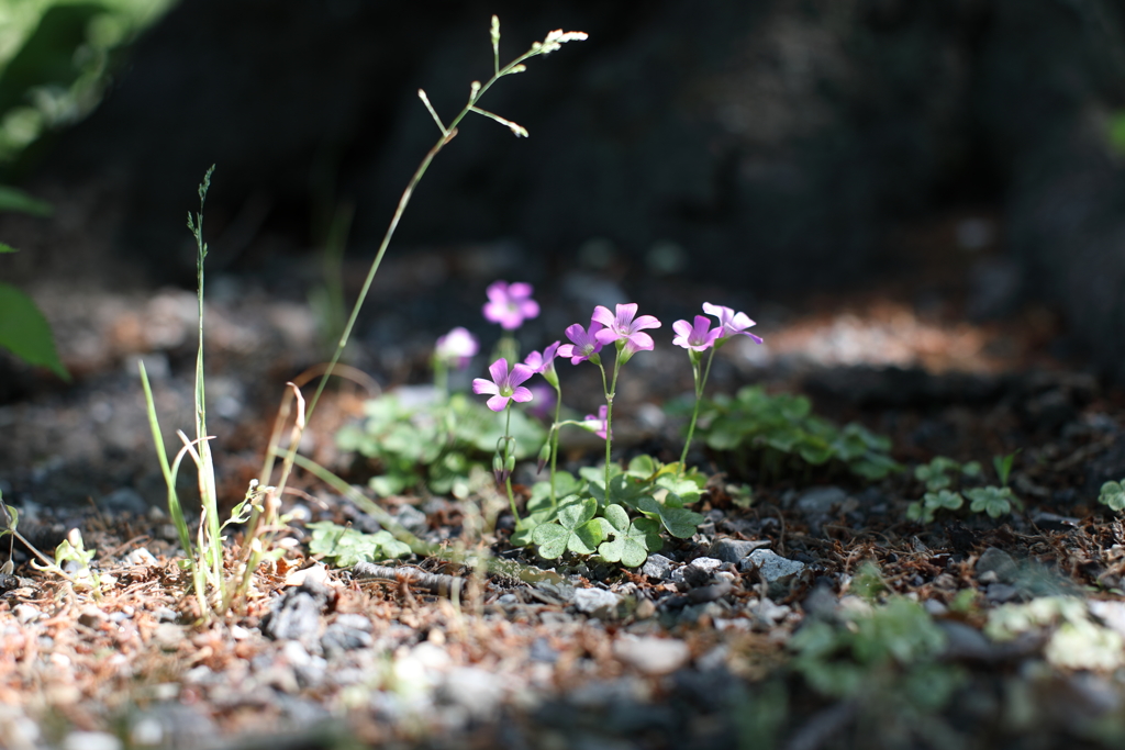 公園の花