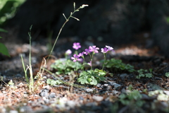 公園の花