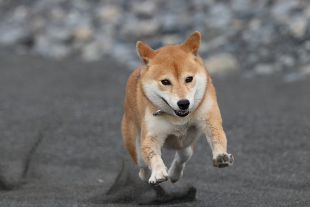 とりゃー！