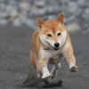 とりゃー！