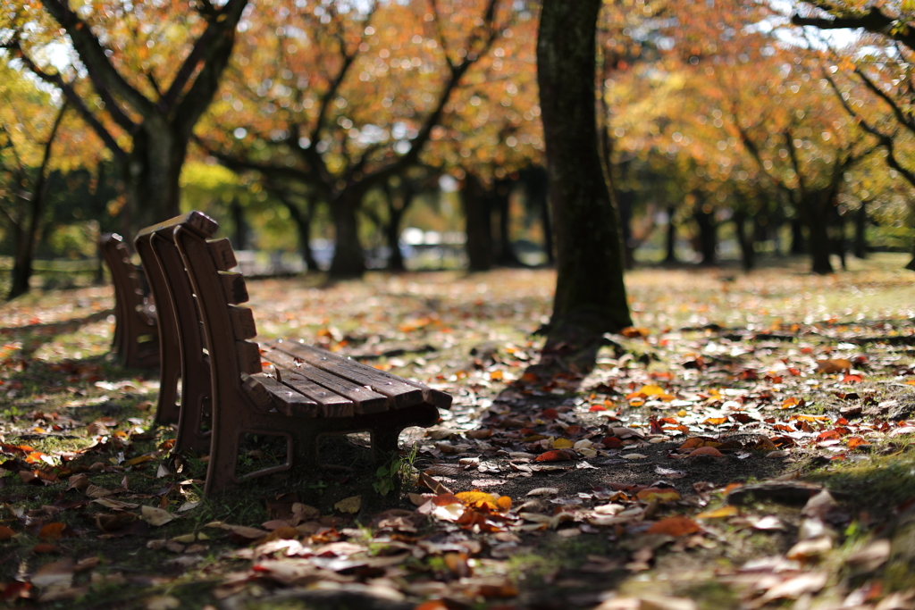 秋のベンチ