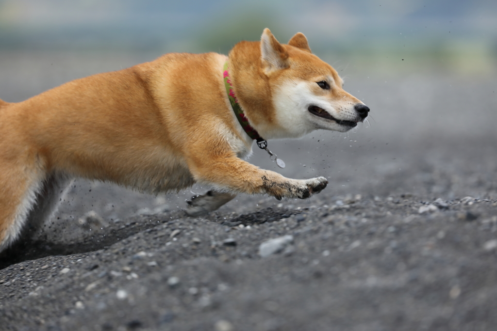 全力！