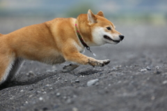 全力！