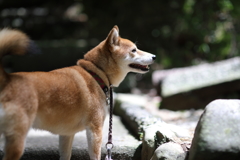 光の時間1