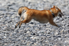 飛行犬?!