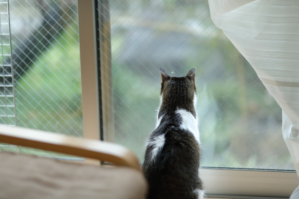 週末はまた雨