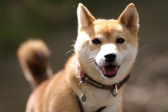 正面顔