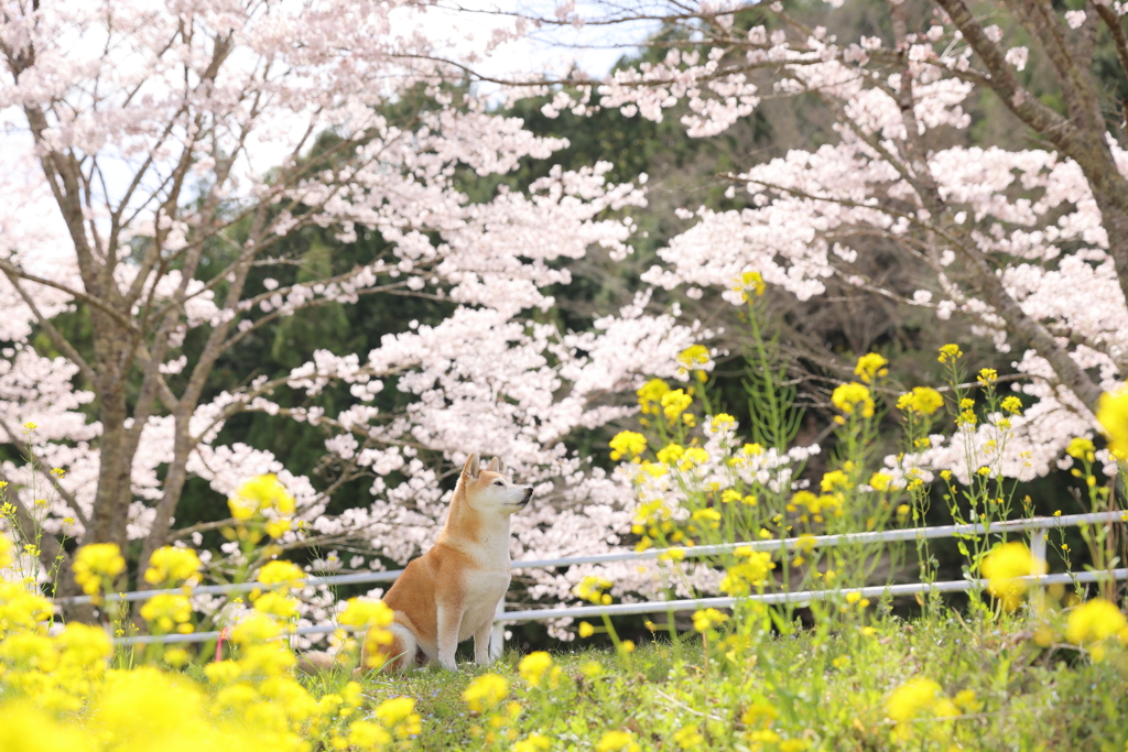 桜と菜の花と柴犬