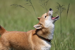 食ってやる！