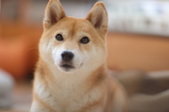 優しい目