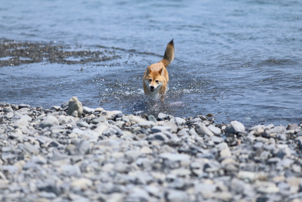 帰ってきた柴犬3
