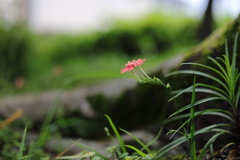 ひっそりと
