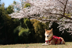 春を感じる