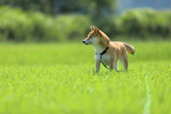 草原の中2