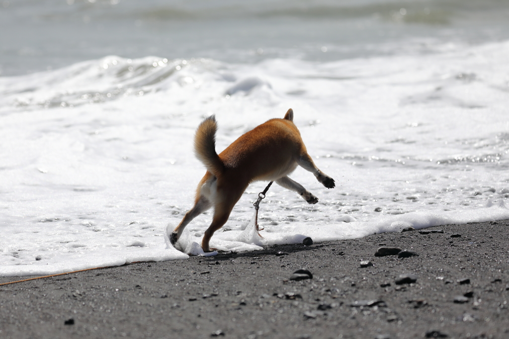 波と踊る柴犬2