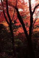 京都-奈良～紅葉と樹木～