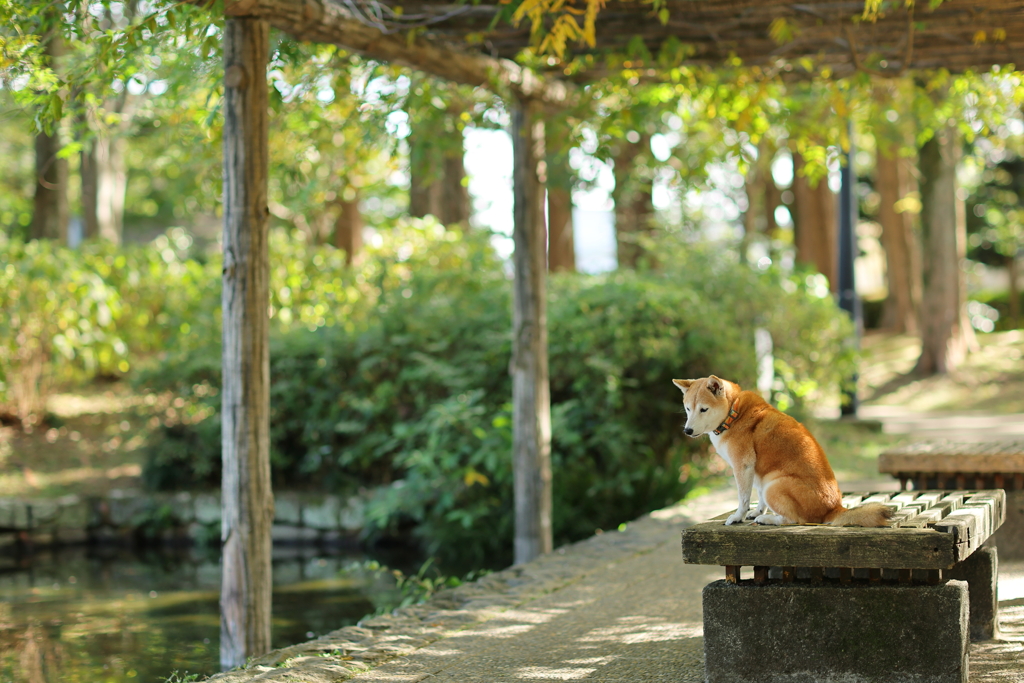 小春日和の公園