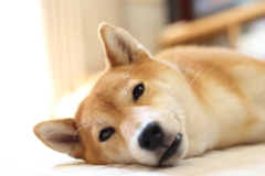 お疲れのようす