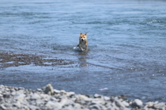 帰ってきた柴犬2
