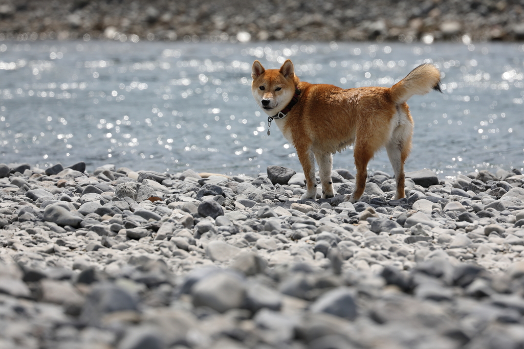 迷い犬？