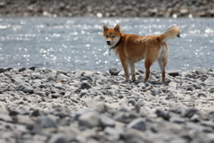 迷い犬？