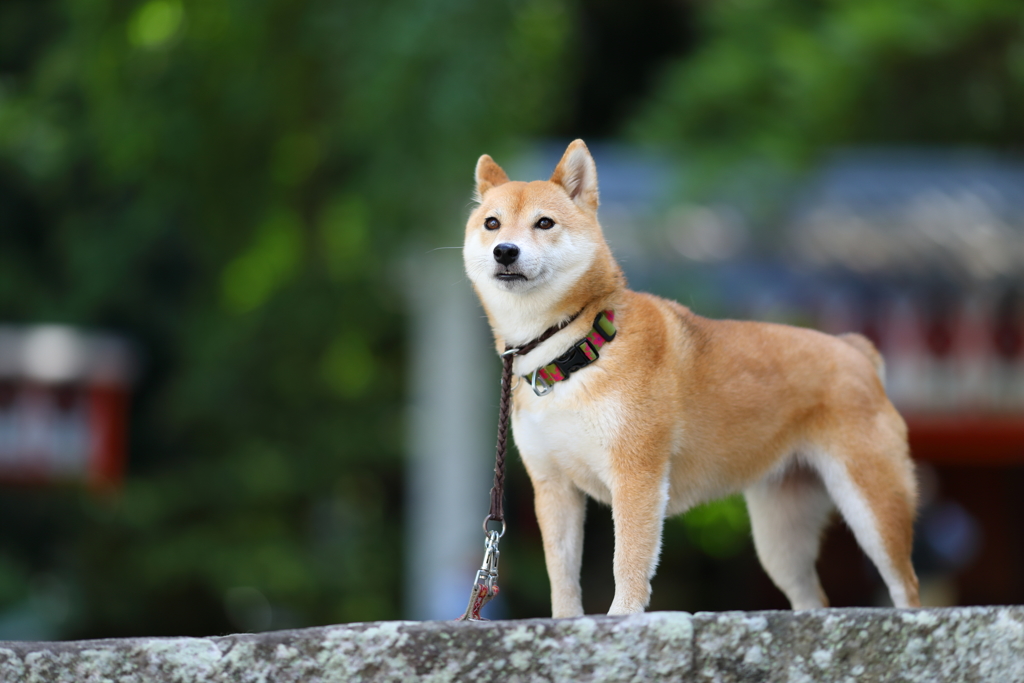 遠くを見つめる