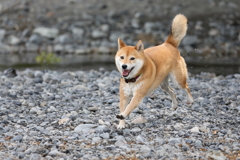 楽しいね！