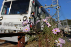 季節外れの秋桜